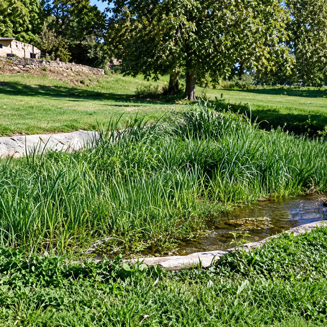 Un petit bassin naturel bordé de plantes aquatiques et d'herbes hautes, avec des arbres et une pelouse en arrière-plan.