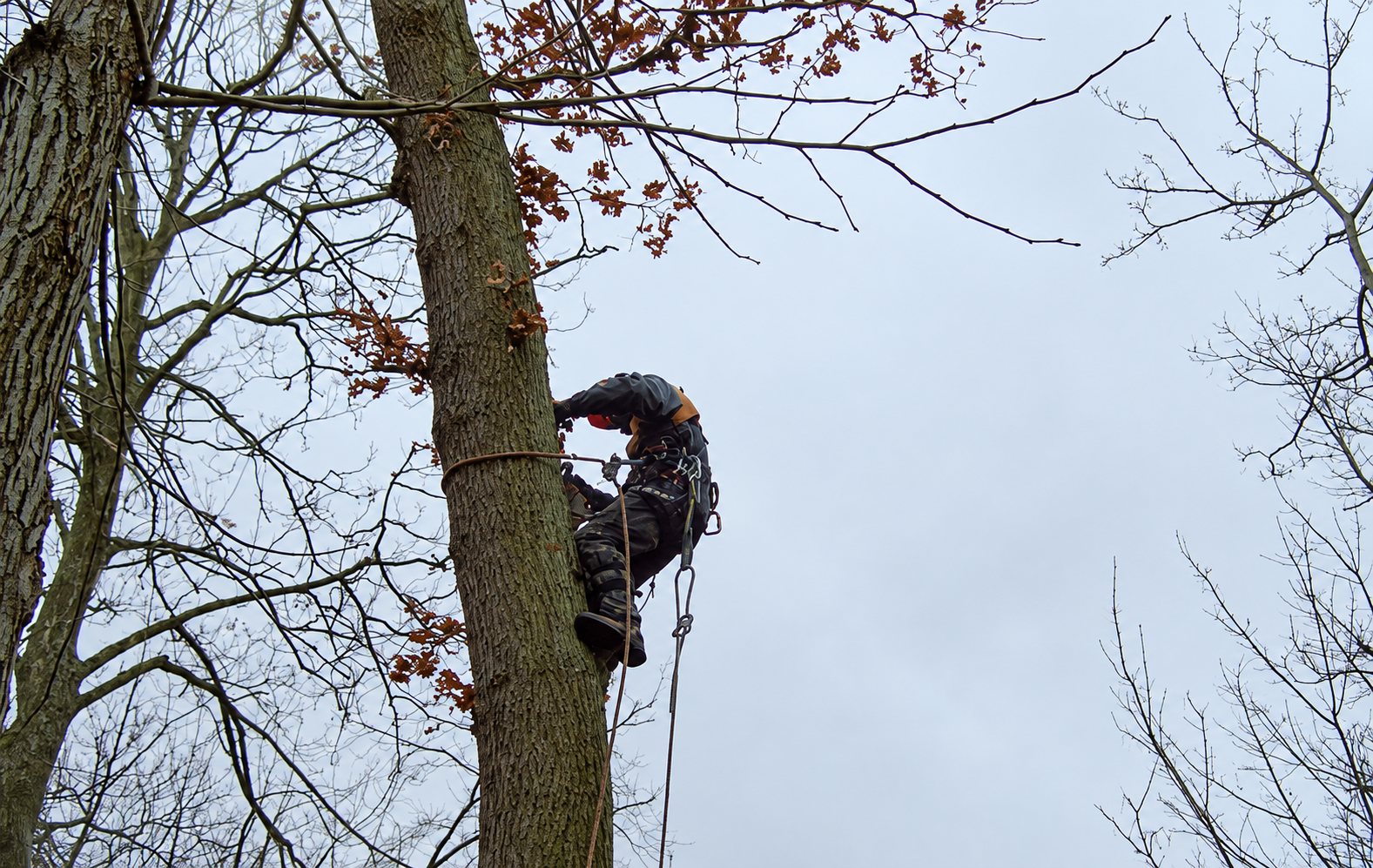 Un élagueur équipé d'un harnais et de cordes grimpe le long du tronc d'un grand arbre sous un ciel gris.