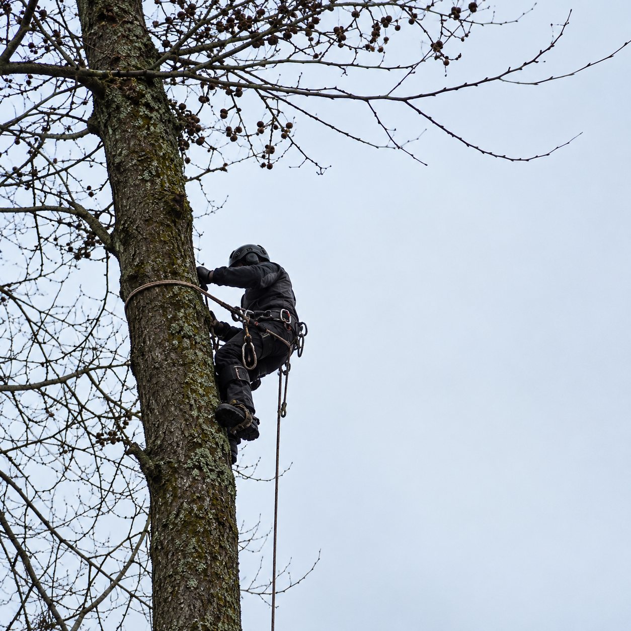 Un élagueur encordé travaille en hauteur sur le tronc d'un grand arbre aux branches nues, devant un ciel clair.
