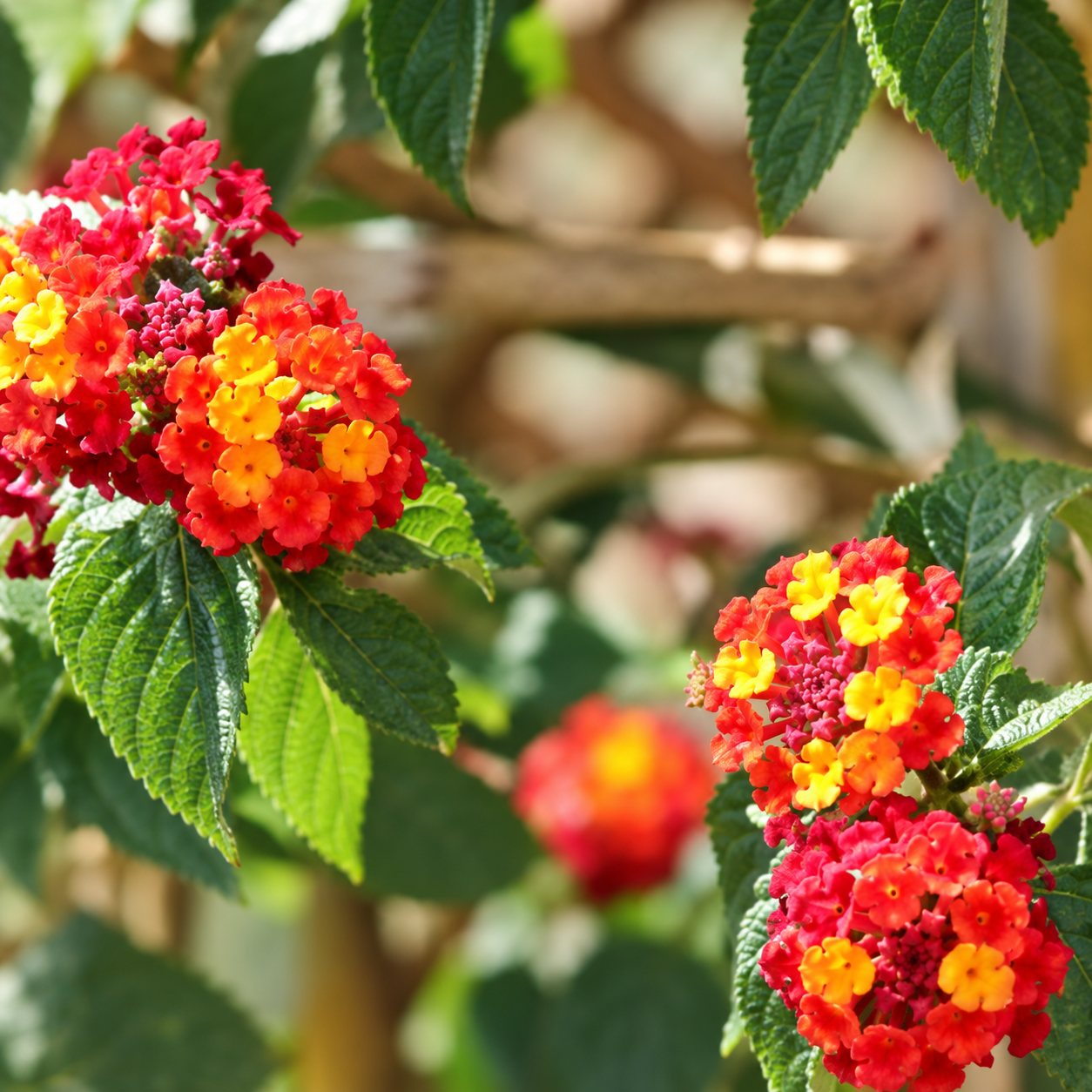 Gros plan sur des grappes de petites fleurs orange et rouges de lantanier entourées de feuilles vertes.