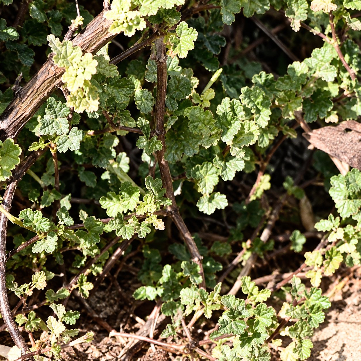 Gros plan sur un feuillage vert touffu entremêlé de petites branches sèches et de tiges brunes.