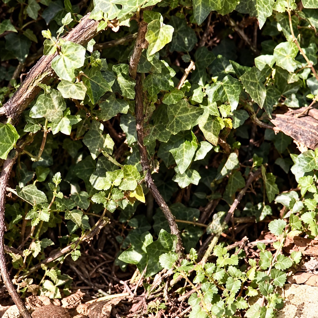 Gros plan sur un feuillage vert touffu entouré de brindilles et de branches sèches au sol.