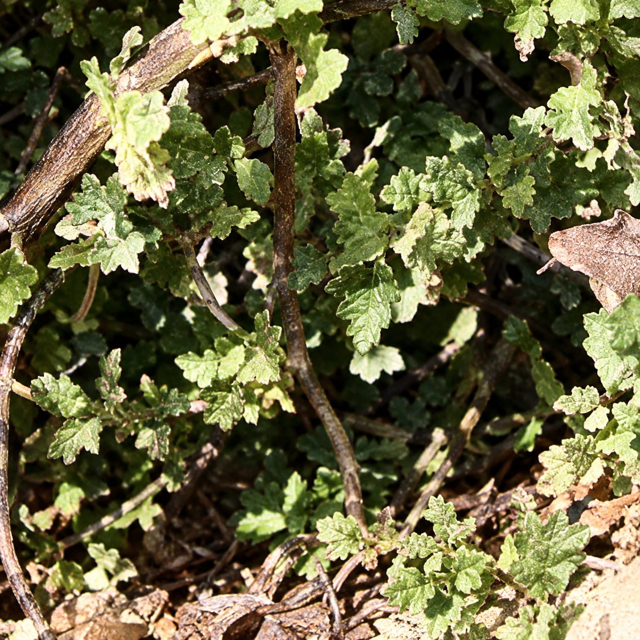 Gros plan sur un feuillage vert touffu de petites feuilles, avec des branches sèches et de la terre visibles entre les plantes.