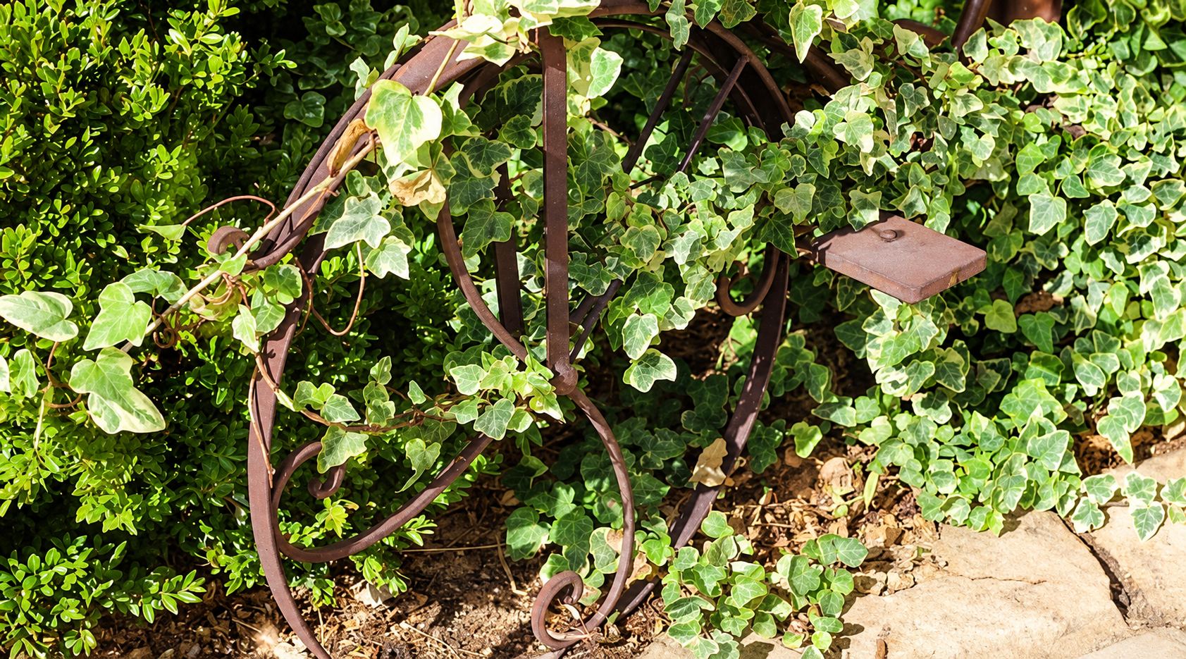 Une structure décorative en fer forgé rouillé, aux volutes courbes, est envahie par du lierre panaché dans un coin de jardin ensoleillé.